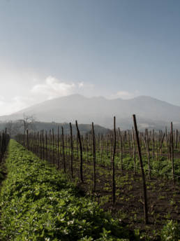 Vini Cantine Olivella | Nel cuore del complesso vulcanico Somma-Vesuvio