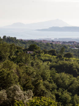 Vini Cantine Olivella | Nel cuore del complesso vulcanico Somma-Vesuvio