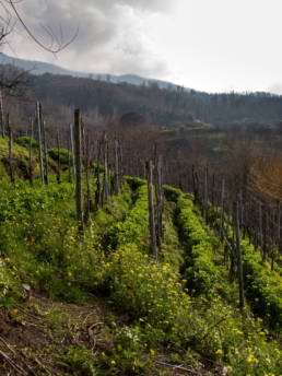 Vini Cantine Olivella | Nel cuore del complesso vulcanico Somma-Vesuvio